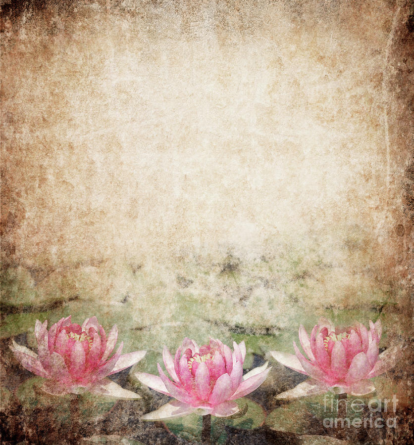 Water Lily Pond Photograph