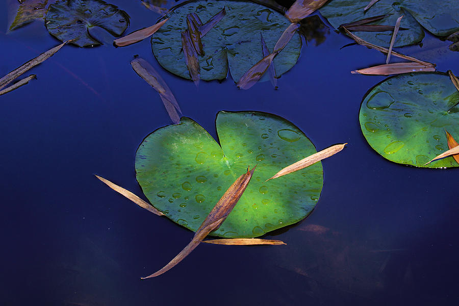 Water Lily Pad #1 Photograph by Viktor Savchenko