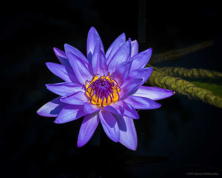 Water Lily #1 Photograph by Phil Abrams