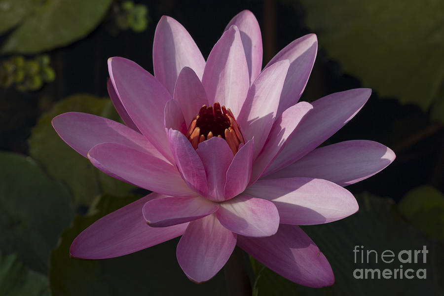 Water Lily Photo #1 Photograph by Meg Rousher