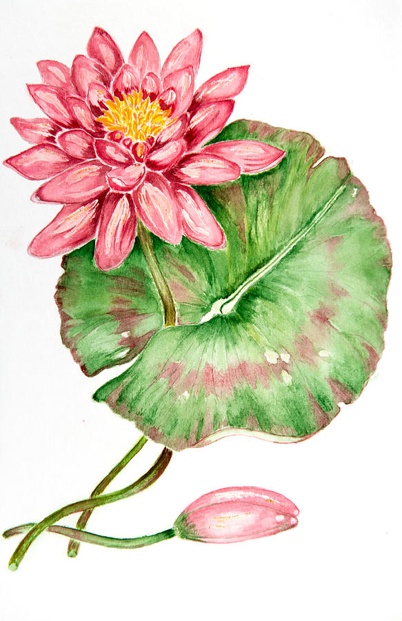 Water Lily Painting by Laura Richards