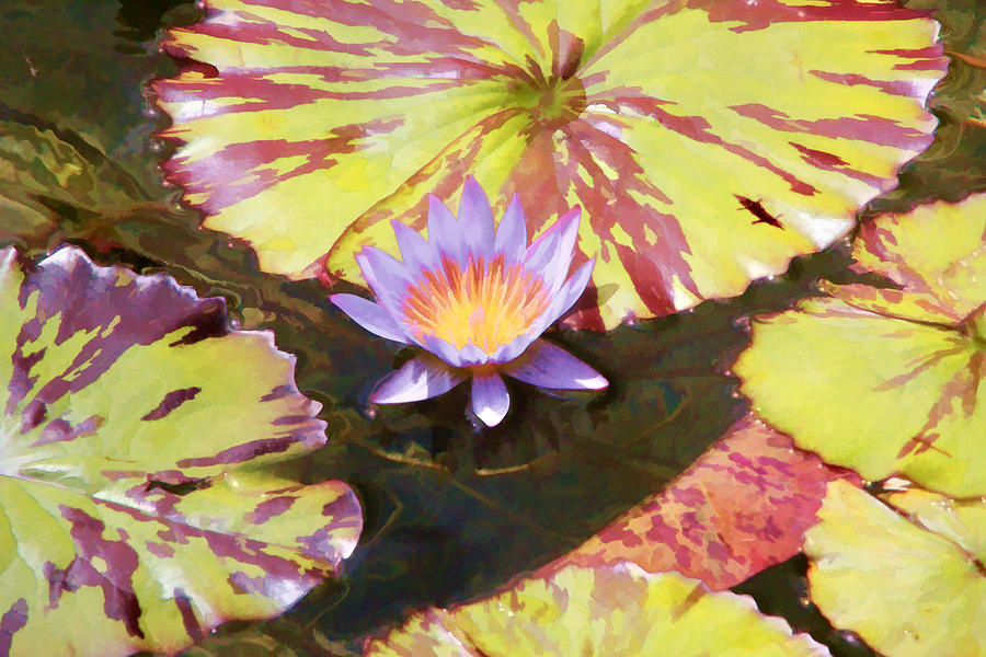 Water Lily #1 Digital Art by Photographic Art by Russel Ray Photos