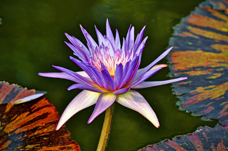 Water Lily #5 Photograph by Savannah Gibbs