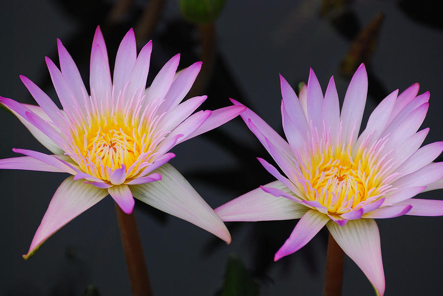 Water lily #1 Photograph by Songquan Deng