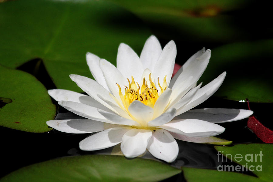 Water Lily #1 Photograph by Trina  Ansel