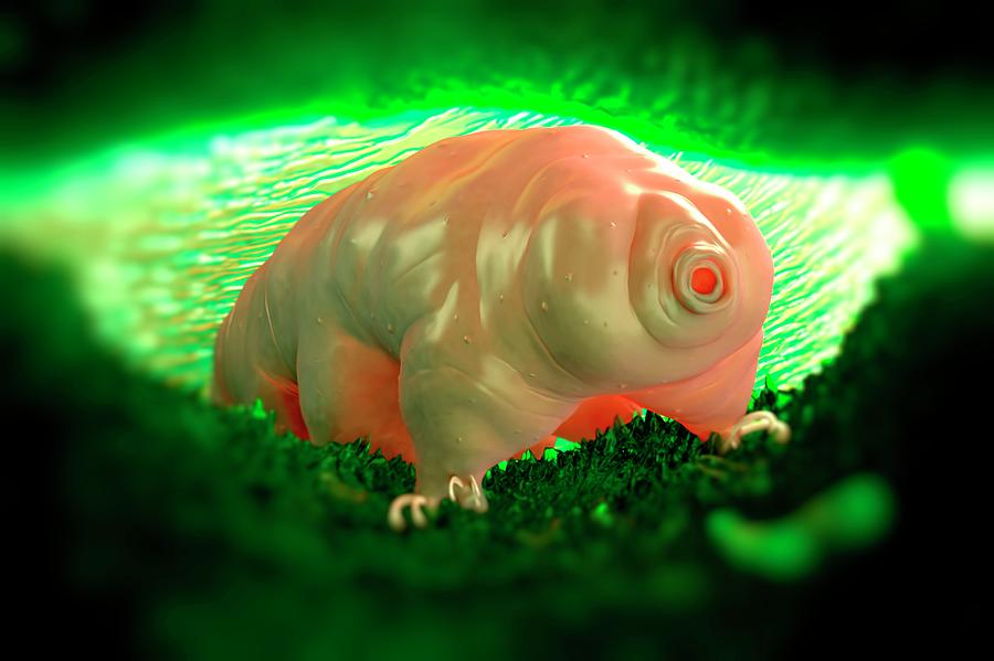 Animal Photograph - Waterbear #1 by Science Artwork