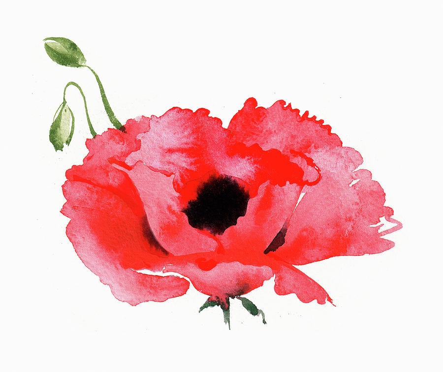 Watercolor Painting Of Red Poppy #1 Painting by Ikon Images