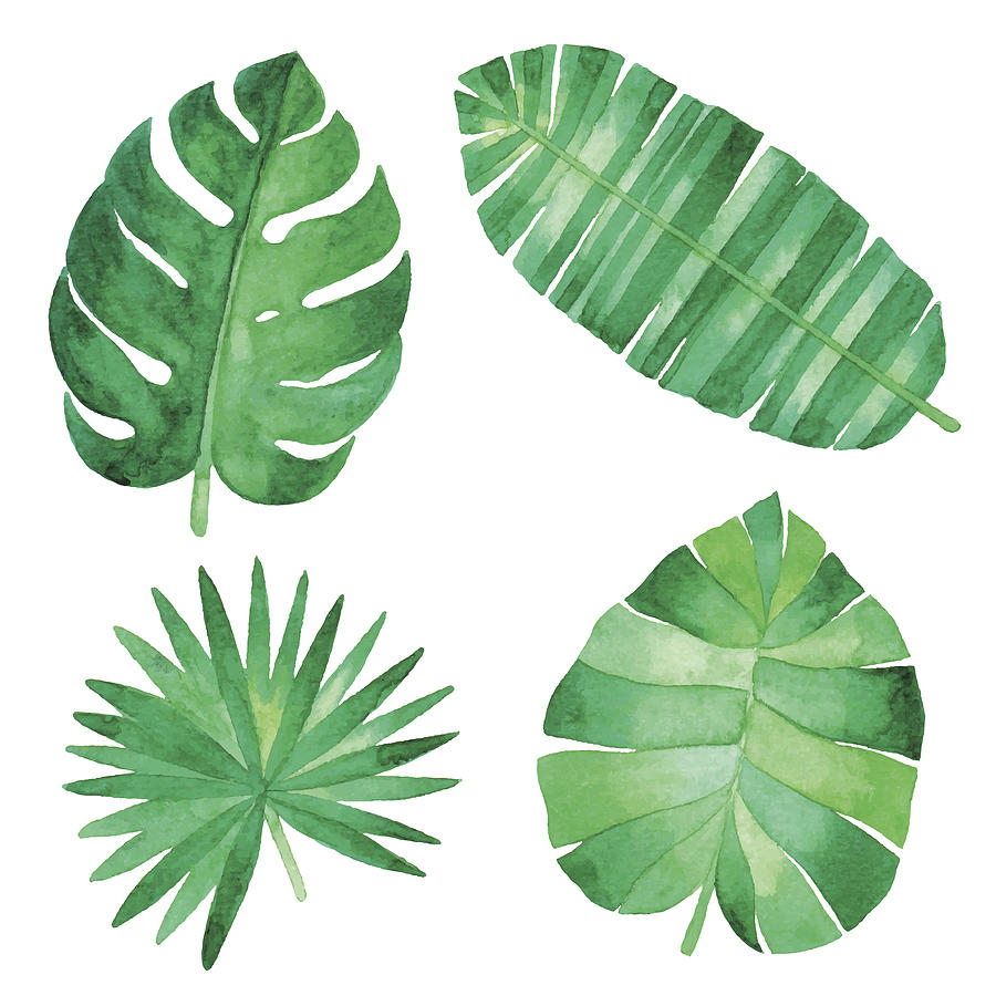 Watercolor Tropical Leaves #1 Drawing by Saemilee