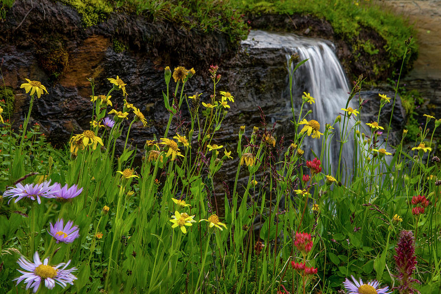 Flower Photograph - Waterfall Behind Wildflowers by Tom Norring Flower Photograph - Waterfall Behind Wildflowers by Tom Norring