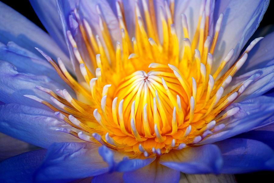 Waterlily In Water #1 Photograph by Songquan Deng