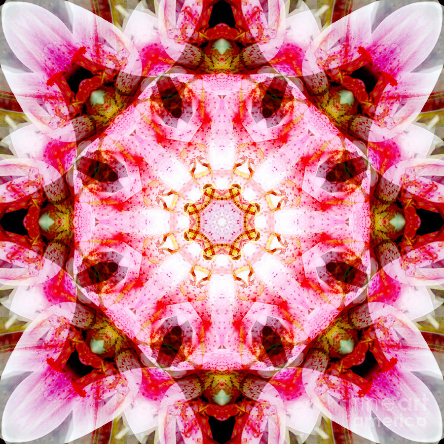 Lily Mandala Photograph by Susan Bloom - Pixels