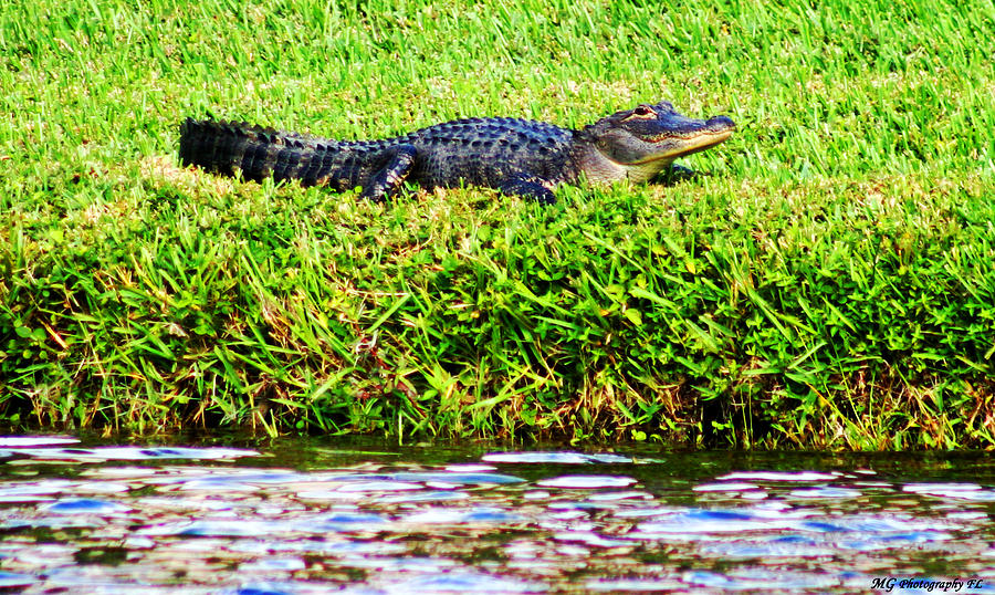 Alligator Photograph - Waters Edge by Marty Gayler Alligator Photograph - Waters Edge by Marty Gayler