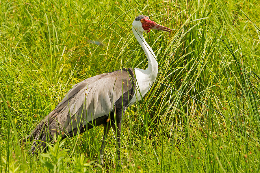 Wattled Crane at International Crane Foundation in Wisconsin #1 Photograph by Natural Focal Point Photography