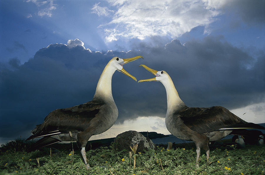Waved Albatross Courtship Dance #1 Photograph by Tui De Roy