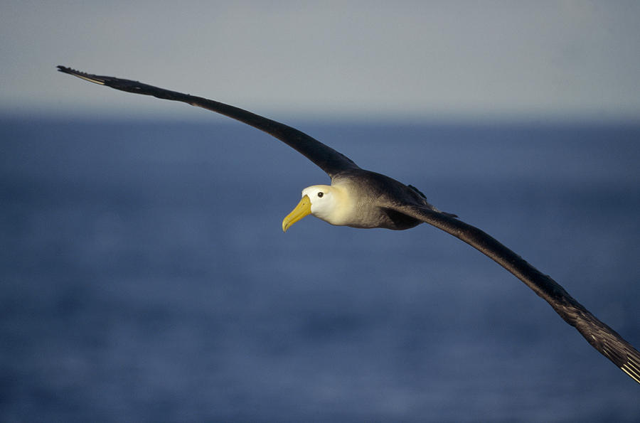 Waved Albatross Flying Galapagos Islands #1 Photograph by Tui De Roy