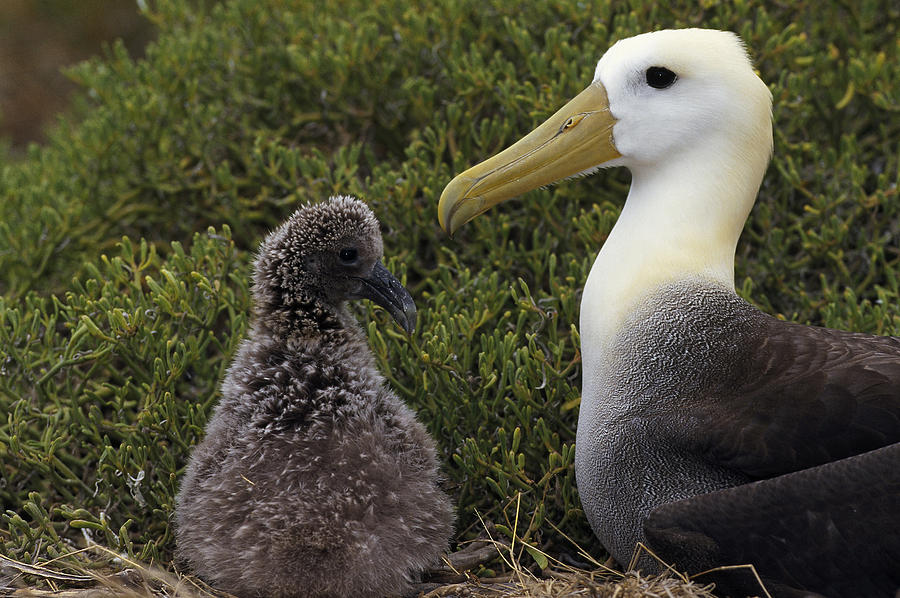 Waved Albatross Guarding Young Chick #1 Photograph by Tui De Roy