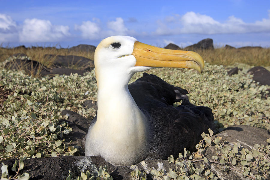 Waved Albatross Photograph by M. Watson - Fine Art America