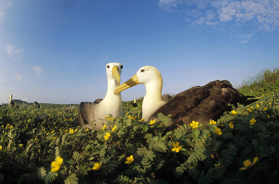 Albatross Photograph - Waved Albatross Pair Bonding Galapagos #1 by Tui De Roy
