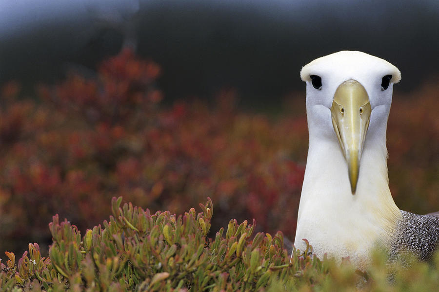 Albatross Photograph - Waved Albatross Portrait Galapagos #1 by Tui De Roy