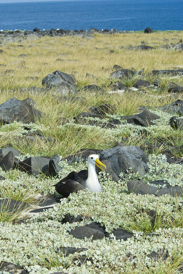 Waved Albatross #1 Photograph by William H. Mullins