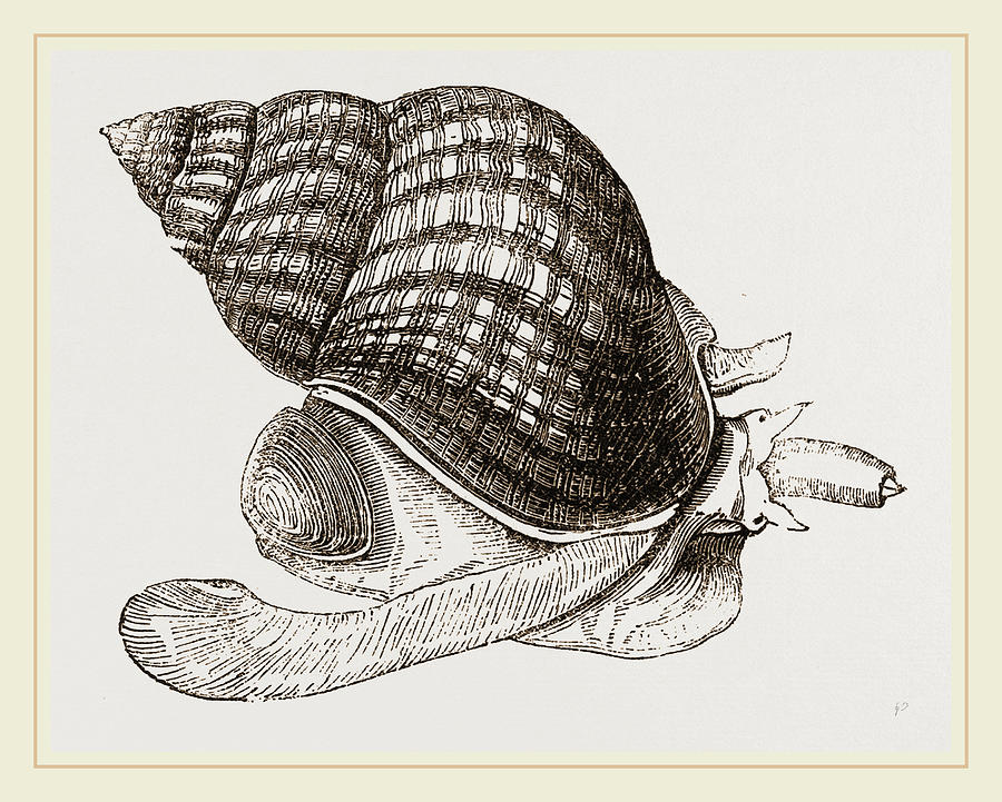 Waved Whelk Drawing by Litz Collection - Fine Art America