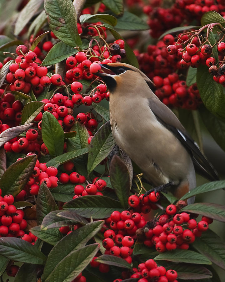 Waxwing #1 Photograph by Paul Scoullar