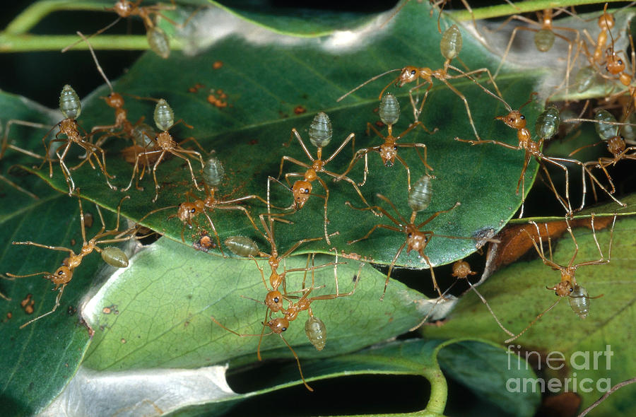 Ant Photograph - Weaver Ants #1 by Gregory G. Dimijian, M.D.