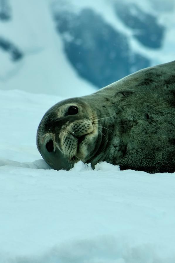 Weddell Seal  #2 Photograph by Amanda Stadther