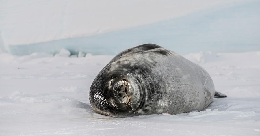 Weddell Seal Leptonychotes Weddellii Photograph By Alasdair Turner ...