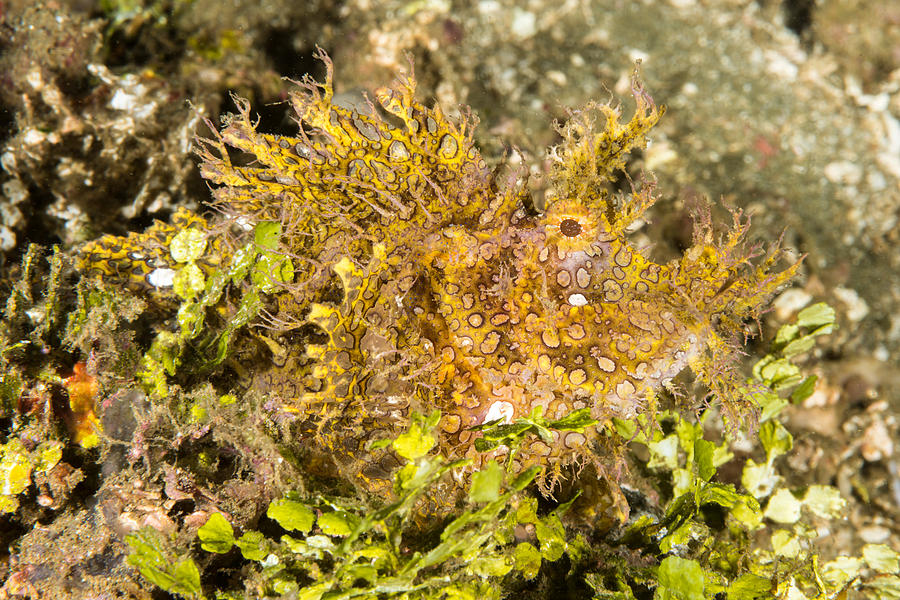 Weedy Scorpionfish Photograph by Andrew J. Martinez - Fine Art America