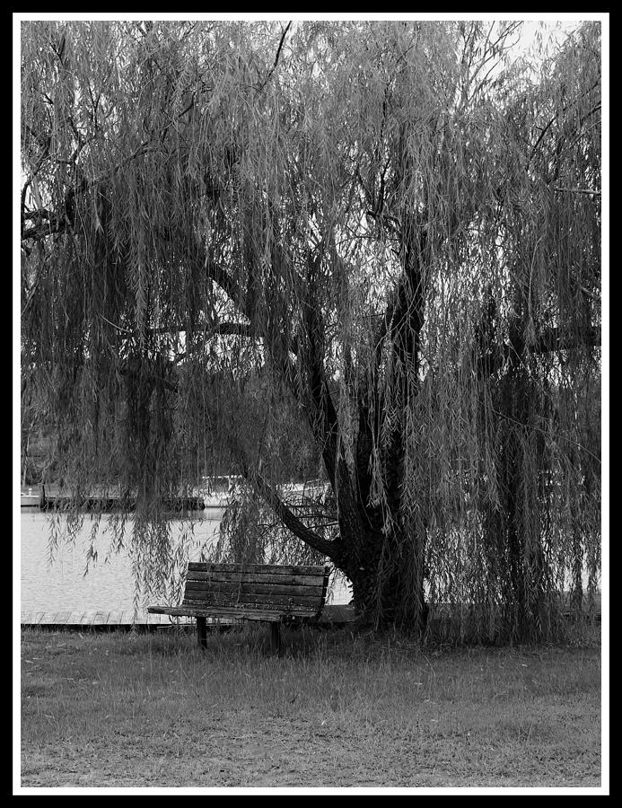 Tree Photograph - Weeping Willow #1 by Carolyn Ricks