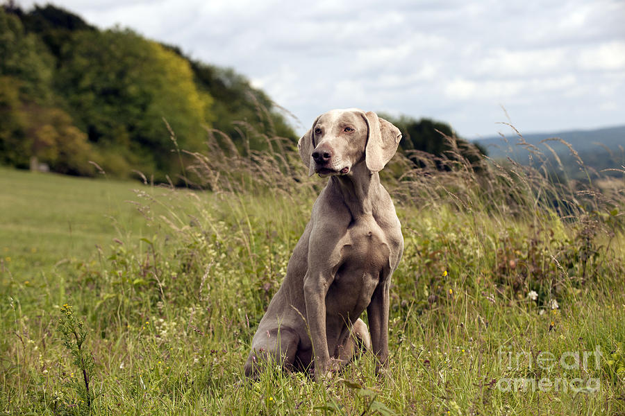 Weimaraner Dog Photograph by John Daniels