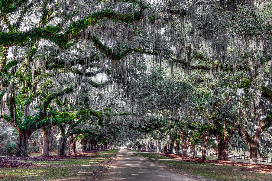 Boone Hall Plantation Photograph - Welcome to Boone Hall #1 by Walt  Baker
