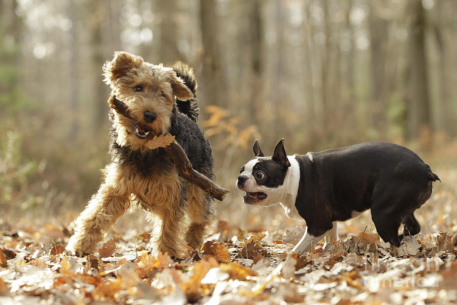 Dog Photograph - Welsh Terrier & Boston Terrier #1 by Jean-Michel Labat