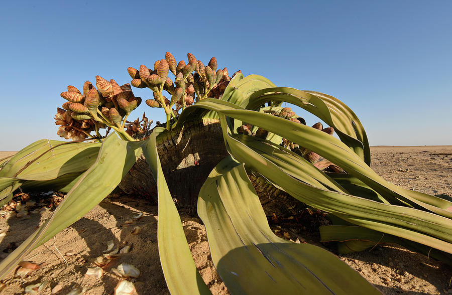 Welwitschia Mirabilis In The Namib #1 Photograph by Francesco Tomasinelli