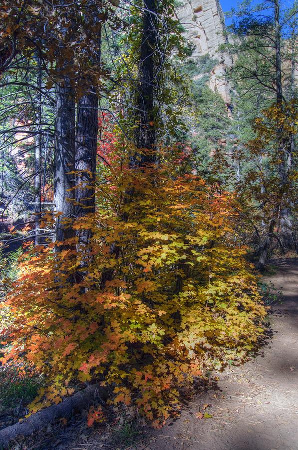 Tree Photograph - West Fork Oak Creek #1 by Tam Ryan