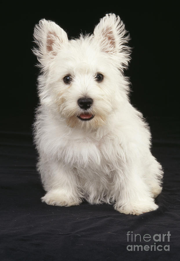 West Highland White Terrier #1 Photograph by John Daniels