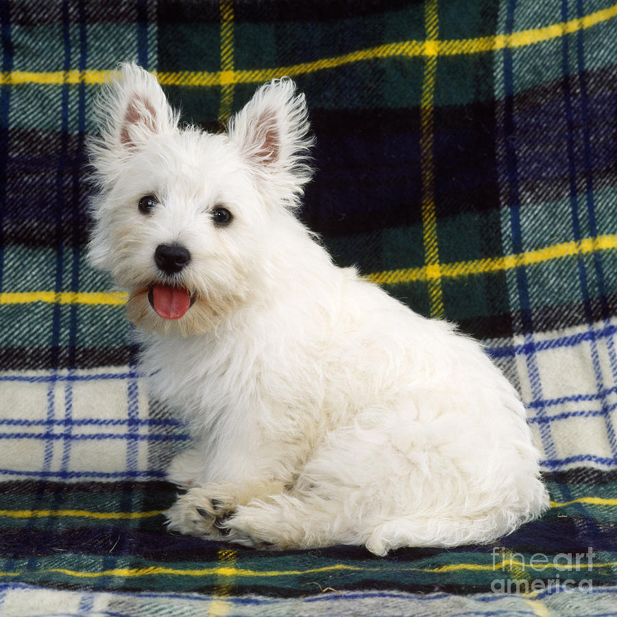 West Highland White Terrier Puppy #5 Photograph by John Daniels