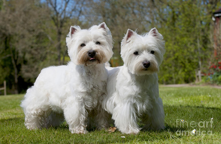 West Highland White Terriers #1 Photograph by John Daniels