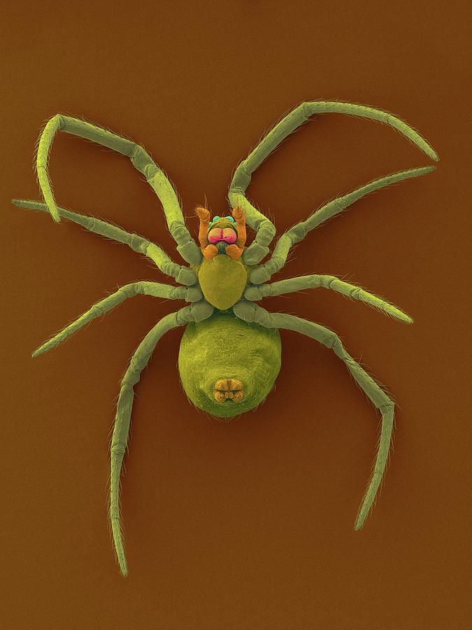 Spider Photograph - Western Black Widow Spiderling #1 by Dennis Kunkel Microscopy/science Photo Library