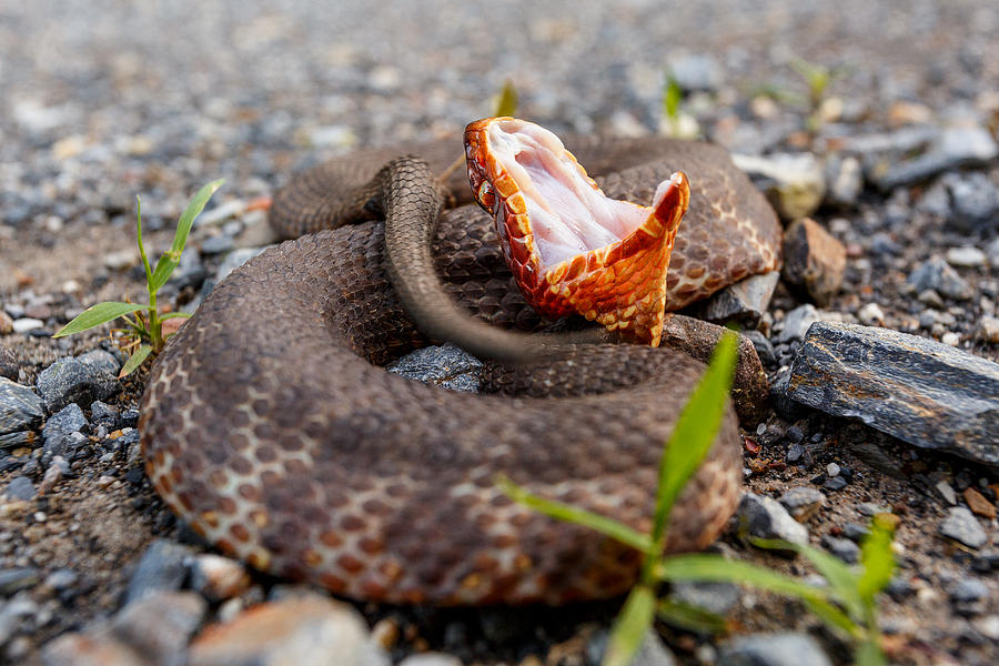 Western cottonmouth coiled up on a rural road #1 Photograph by Rex Lisman