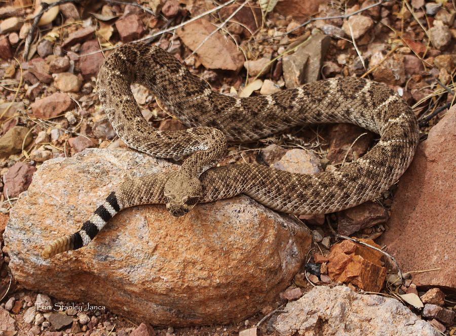 Western Diamondback Rattle Snake #1 Photograph by Tom Janca