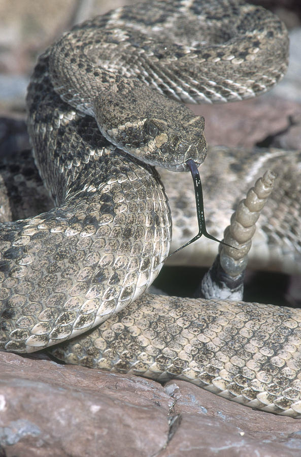 Western Diamondback Rattlesnake #1 Photograph by Gerald C. Kelley