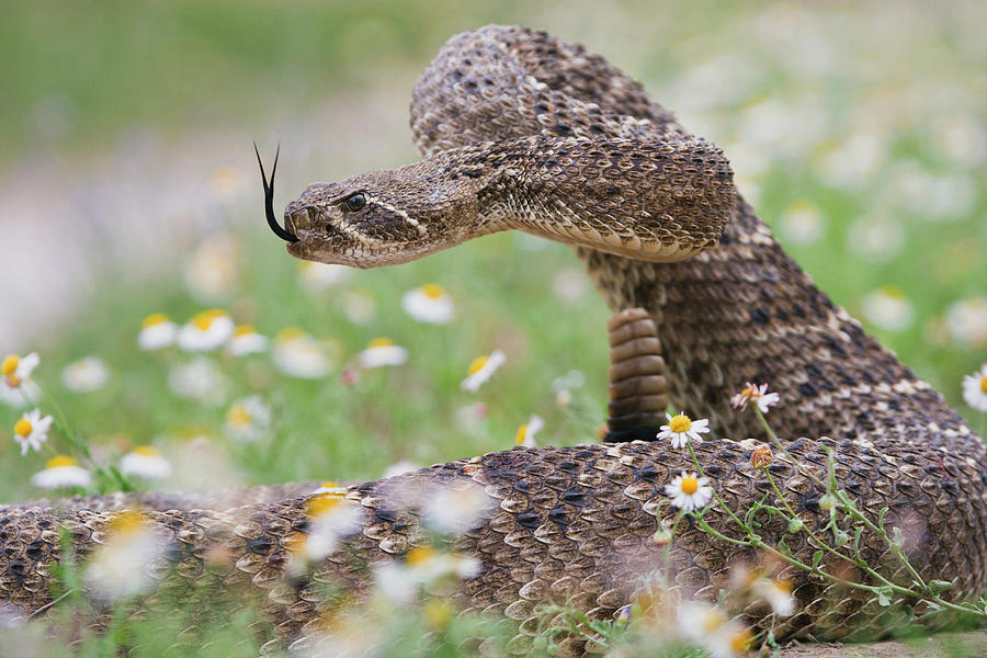 Snake Photograph - Western Diamondback Rattlesnake #1 by Larry Ditto