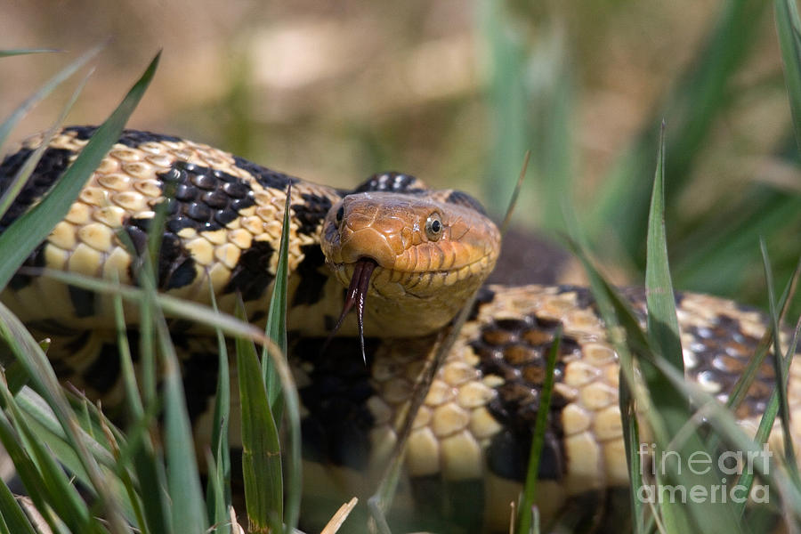Snake Photograph - Western Fox Snake #1 by Linda Freshwaters Arndt