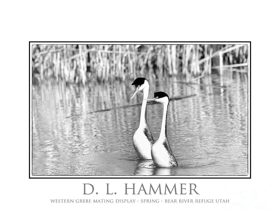 Western Grebe Mating Display #1 Photograph by Dennis Hammer