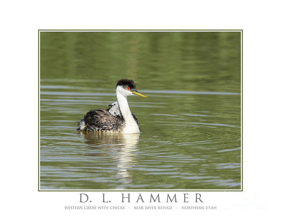 Western Grebe with Chick #1 Photograph by Dennis Hammer
