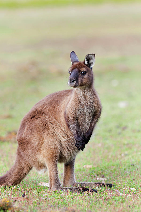 Animal Photograph - Western Grey Kangaroo (macropus #1 by Martin Zwick
