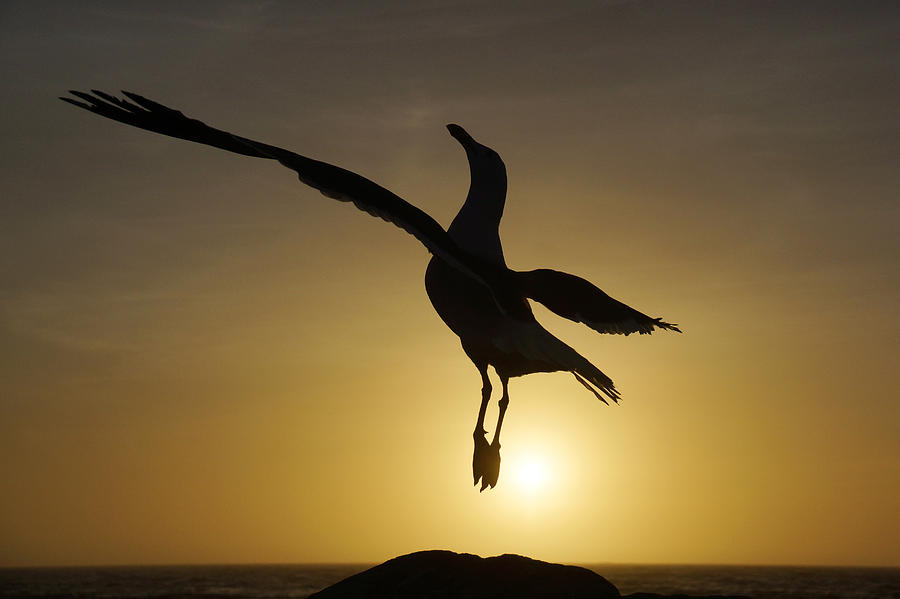 Western Gull Flying At Sunset California #1 Photograph by Hiroya Minakuchi