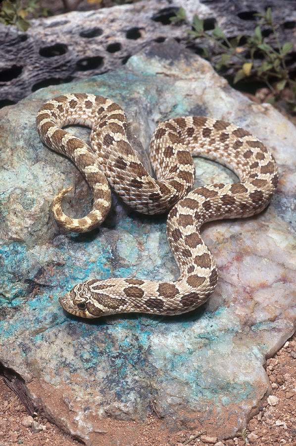 Western Hognose Snake #1 Photograph by Craig K. Lorenz